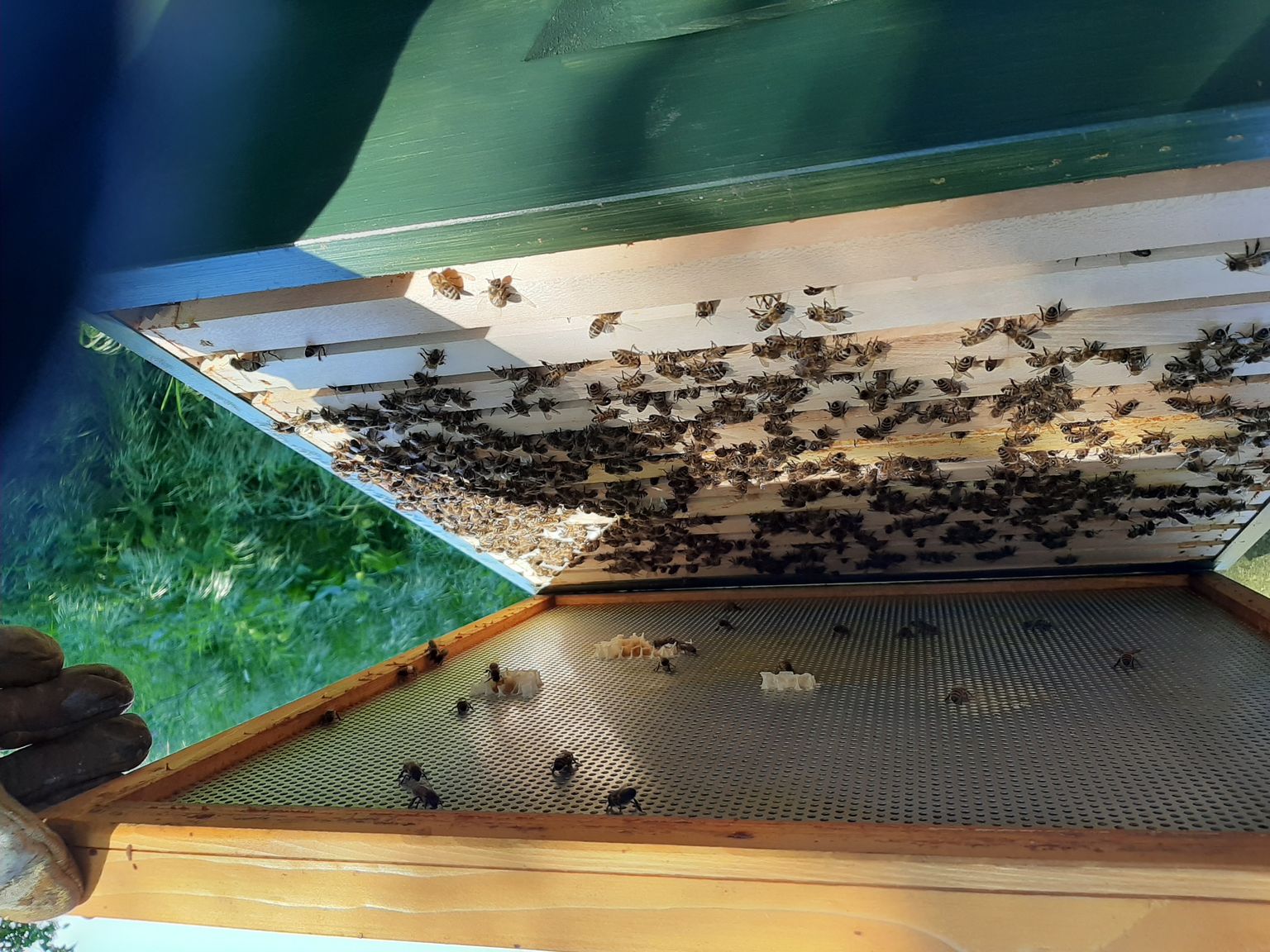 Bienen schwärmen auf Holzrahmen in einem offenen Bienenstock, wobei eine behandschuhte Hand den Deckel hält, umgeben von Grünzeug.