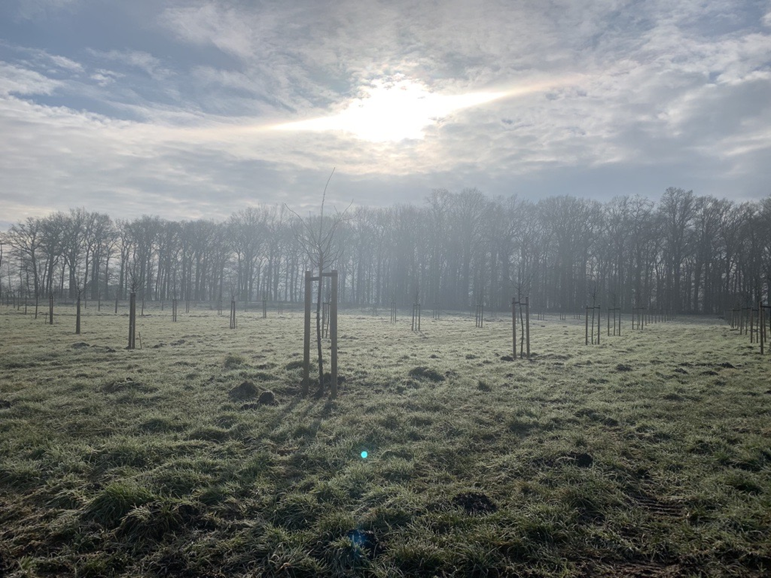 Ein nebliges Feld mit jungen Bäumen unter einem wolkenverhangenen Himmel, durchbrechendes Sonnenlicht und ein Wald im Hintergrund.