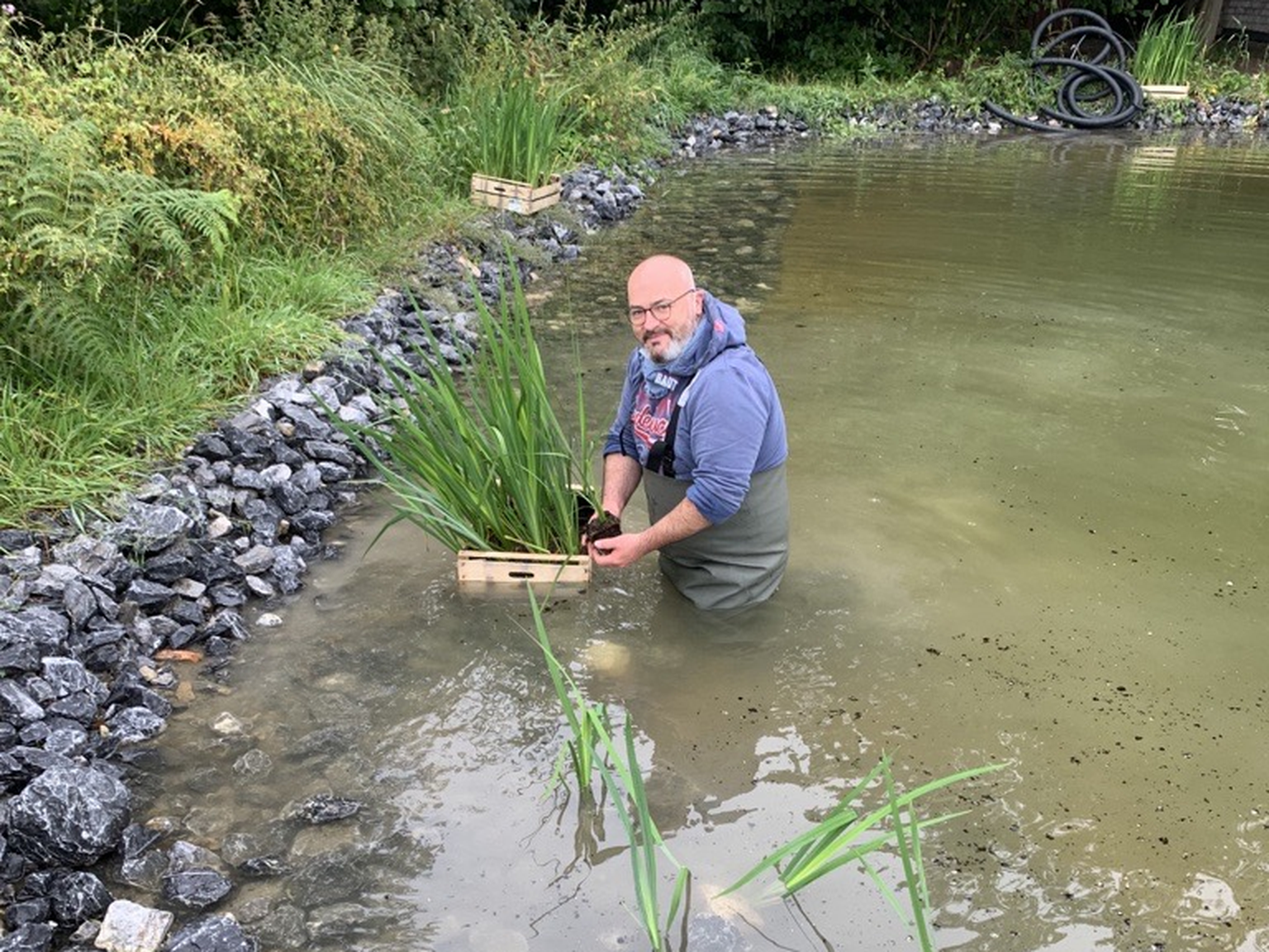 Eine Person in Wathosen steht in einem Teich und pflanzt Wasserpflanzen entlang eines felsigen Randes, umgeben von Grünzeug und einem Schlauch im Hintergrund.